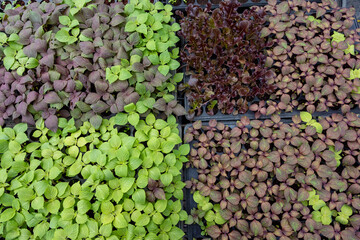 Shiso or perilla leave seedling growing on planting tray is staple ingredient for Japanese and...