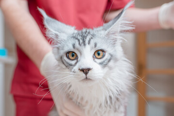 A young purebred kitten is waiting for a vet checkup. Closeup.