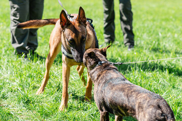 Young purebred German shepherd meets another dog, summer time, day, green grass.