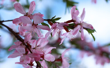 Pink flowering branch of shrub in spring close-up