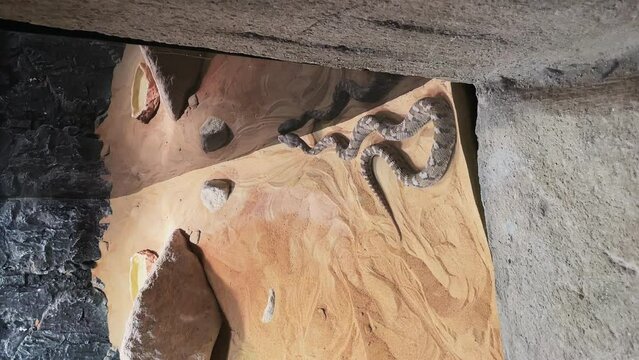 a snake in a terrarium. reptiles in the zoo. a kind of snake