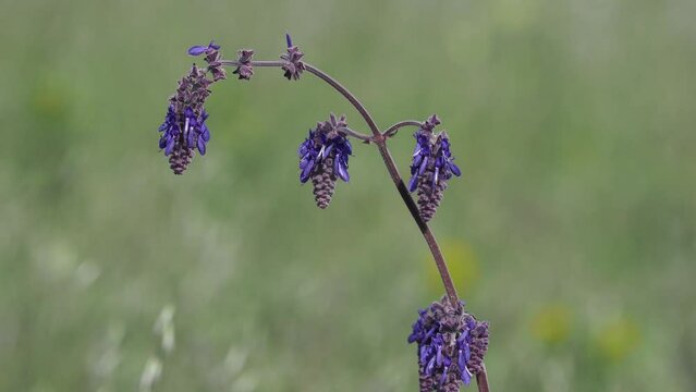 The nodding sage blooming plant on a meadow in spring, Salvia nutans