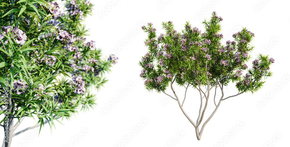 Poster Pink Dawn Chitalpa tree in blossom isolated on transparent background with selective focus close-up. 3D render.