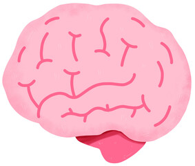 Brain