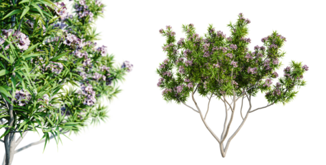 Pink Dawn Chitalpa tree in blossom isolated on transparent background with selective focus close-up. 3D render.