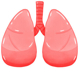Lungs