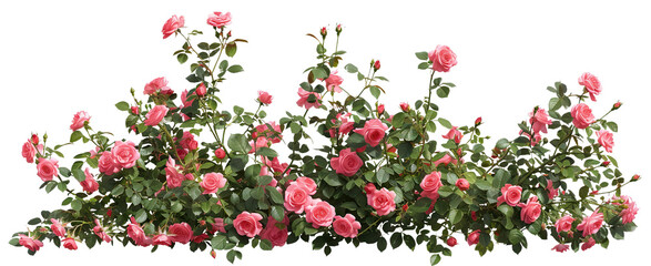 Fototapeta premium Beautiful pink roses with lush green leaves, cut out