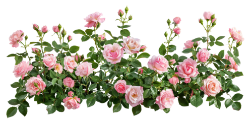 Beautiful pink roses with lush green leaves, cut out