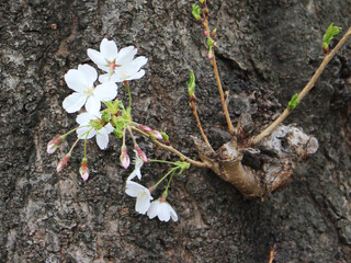 桜の花　枝　ソメイヨシノ