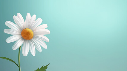 Schöne einzelne Blume Magerwiesen Margerite in weiß auf türkisen Hintergrund in Nahaufnahme als Druckvorlage und Poster