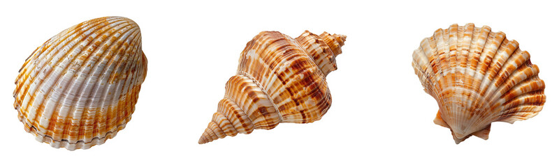 Fototapeta premium Set of Exotic Beach Seashells on Transparent Background