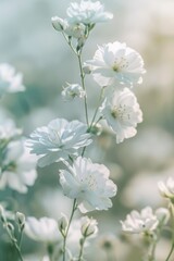 flower background