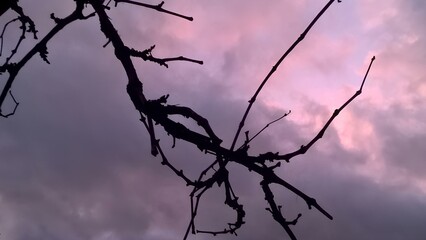 tree in the sky