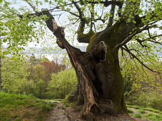 ein sehr alter hohler Baum  steht auf einer Anhöhe über dem Bodensee
