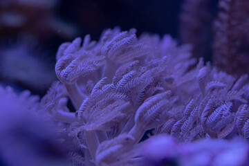 beautiful sea reef, colony of SPS corals