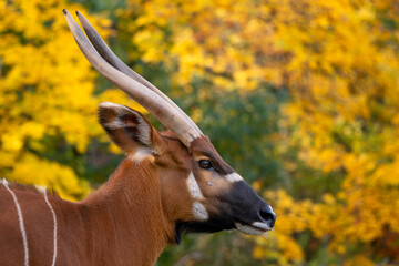 Mountain Bongo - Tragelaphus eurycerus isaaci, portrait of critically endangered beautiful colored...