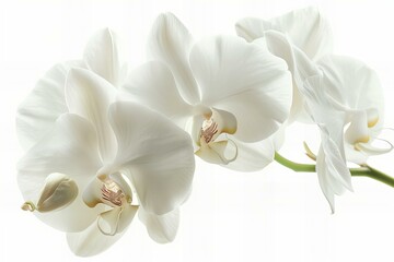 Three white flowers in vase
