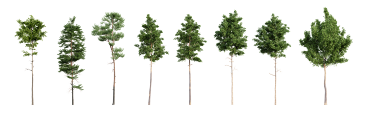 Set of various pine trees isolated on transparent background. 3D render.