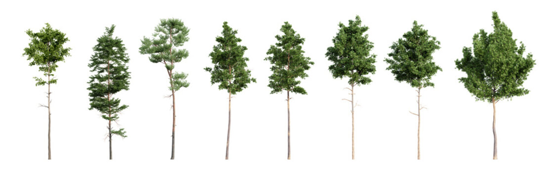 Set of various pine trees isolated on transparent background. 3D render.