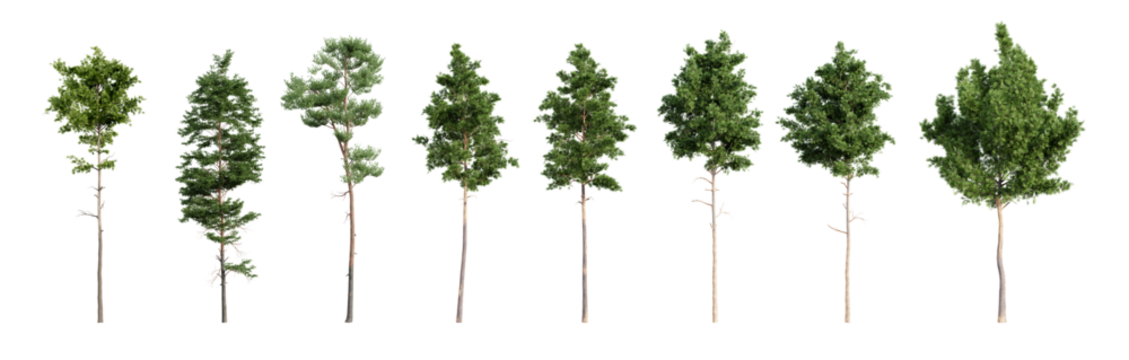 Set of various pine trees isolated on transparent background. 3D render.