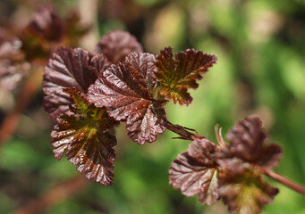 The first openwork leaves of crimson color in spring on a branch in close-up