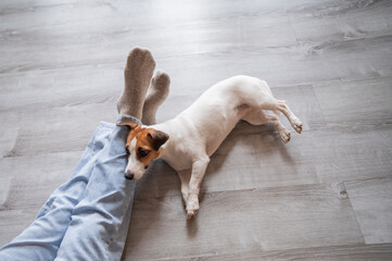 Top view of a Jack Russell Terrier dog lying on its owner's legs. 