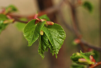 First buds and leaves on a branch in spring close-up