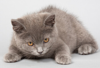 ブリティッシュショートヘアー　子猫