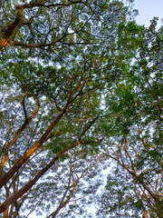 Looking up through the treetops. Beautiful natural frame of foliage against the sky. Copy space.Green leaves of a tree against the blue sky. Sun soft light through the green foliage of the tree.