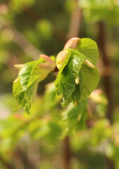 First buds and leaves on a branch in spring close-up