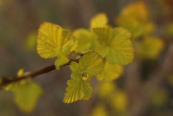 The first yellow leaves in spring on a branch in close-up
