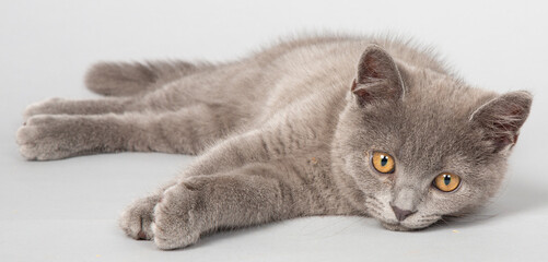 ブリティッシュショートヘアー　子猫