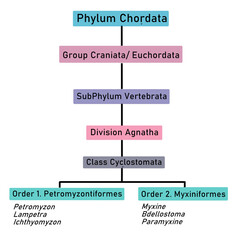 Classification of Class Cyclostomata (Flowchart)