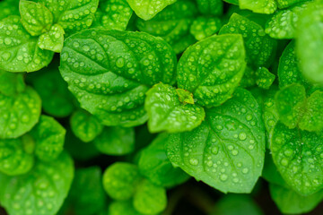 green mint  leaves with water drops