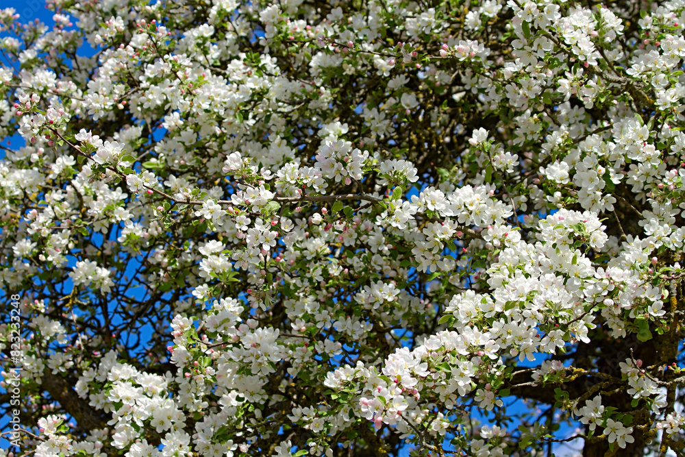 Canvas Prints Blooming apple tree with white blossoms