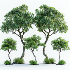 Green trees isolated on white background