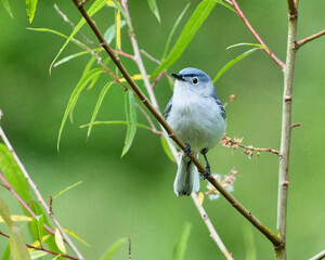Obraz premium Closeup of a Blue-Gray Gnatcatcher perched on a green branch