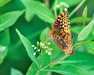 Closeup of a Great Spangled Fritillary Butterfly perched on a green plant