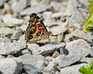 Closeup of an American Lady Butterfly perched on rocks