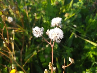 Wild dandelion growing in the garden in the shape of a white ball cap