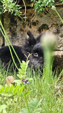 home rabbit in the grass