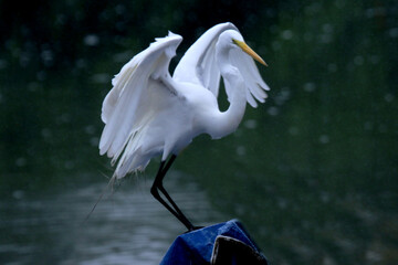 Great white Heron 