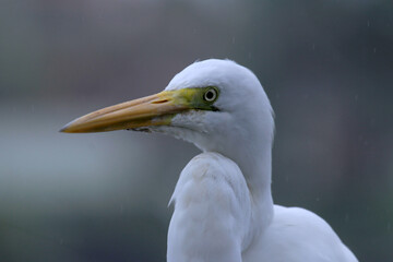 Great white Heron 