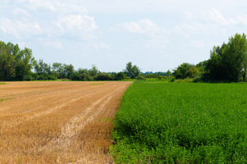 field and blue sky