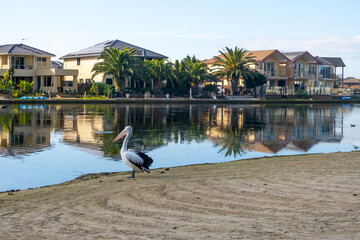 An Australian Pelican Pelecanus conspicillatus by the water in Sanctuary Lakes, with some luxury...