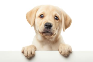 Adorable yellow Labrador puppy peeking over edge, isolated on a transparent background, perfect for pet care and National Puppy Day themes