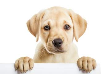 Adorable Labrador Retriever puppy peeking over blank banner, isolated on a transparent background, suitable for pet adoption campaigns and National Puppy Day promotions