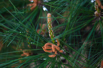 christmas tree decoration