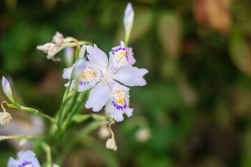 pink and blue flowers