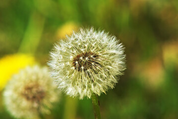 Ripe dandelion seeds on a stem, ready to fly and reproduce. Close-up photo.